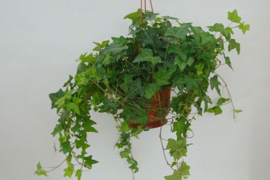 家庭中綠色植物到底能否除甲醛 家庭中綠色植物到底能否除甲醛